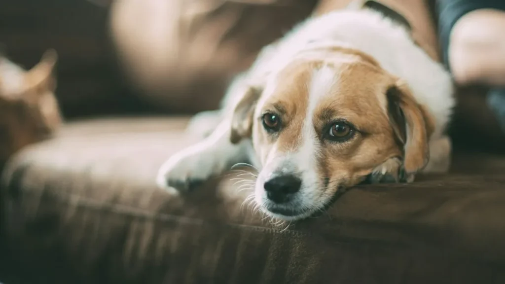 Cane sulla poltrona