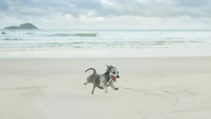 Cane felice in spiaggia