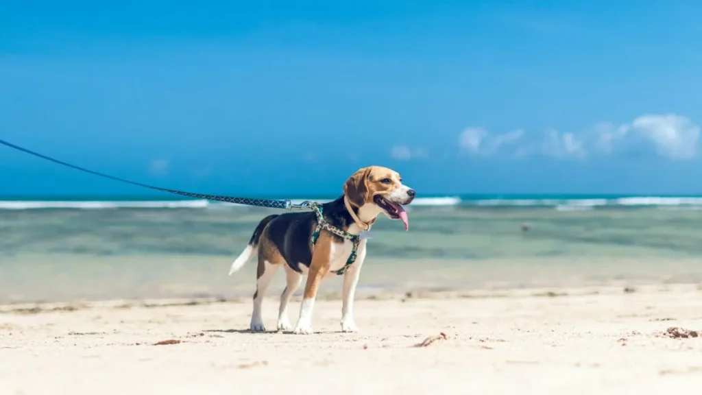 Cane in spiaggia