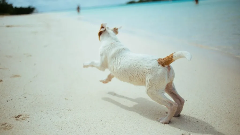 Cane al mare