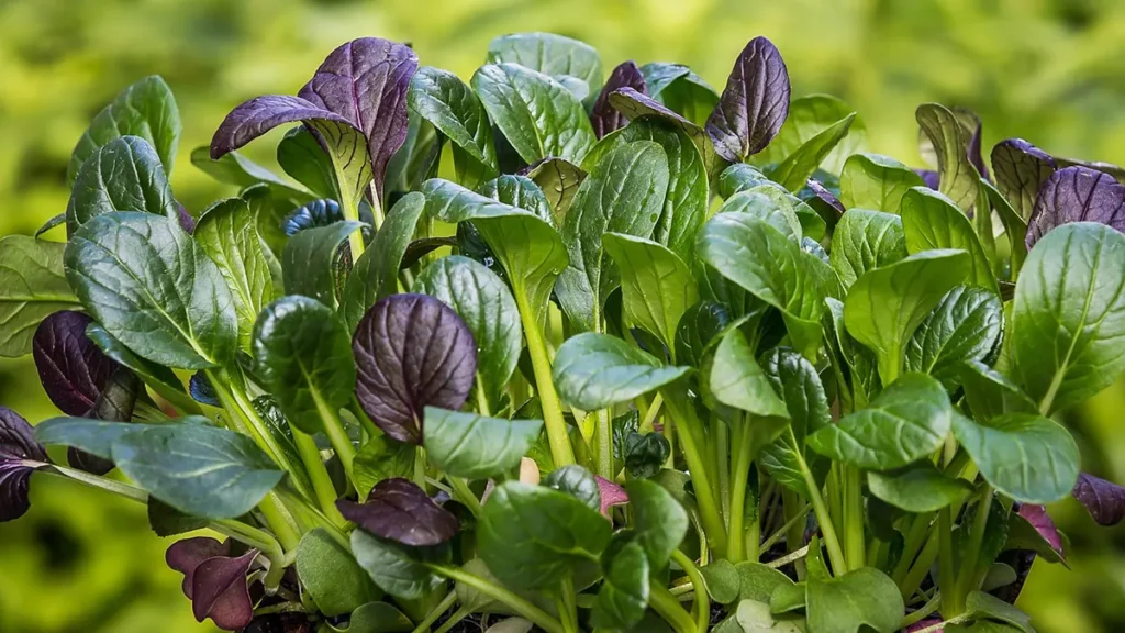 Cibi per la pelle, spinaci