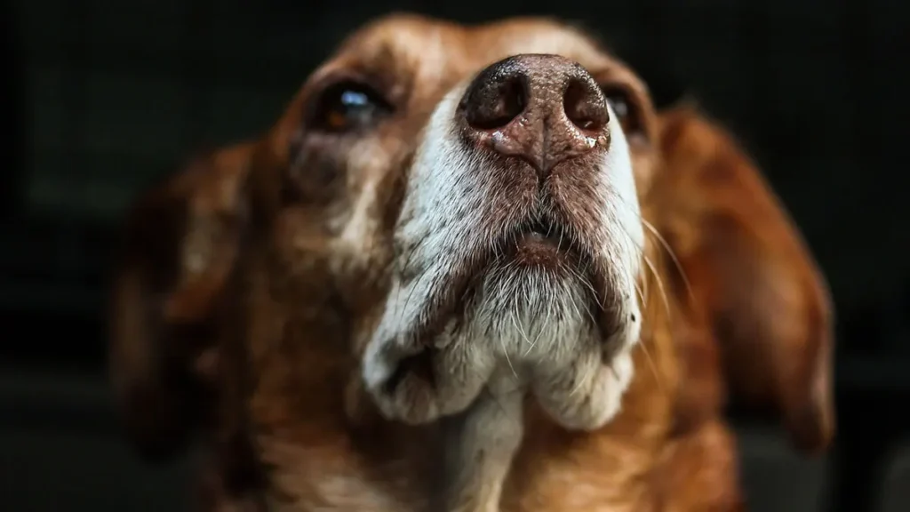 Olfatto dei cani contro le malattie