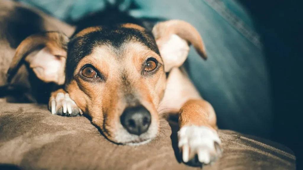 Cane sdraiato sul divano