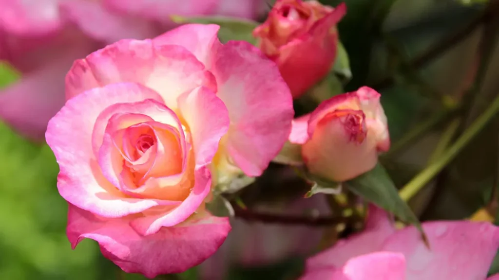 Acqua di rose ecobio