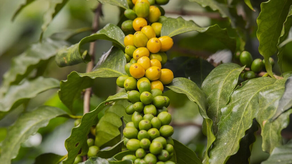 Caffè in Amazzonia