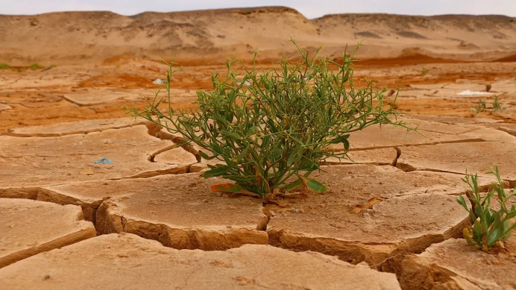 Desertificazione