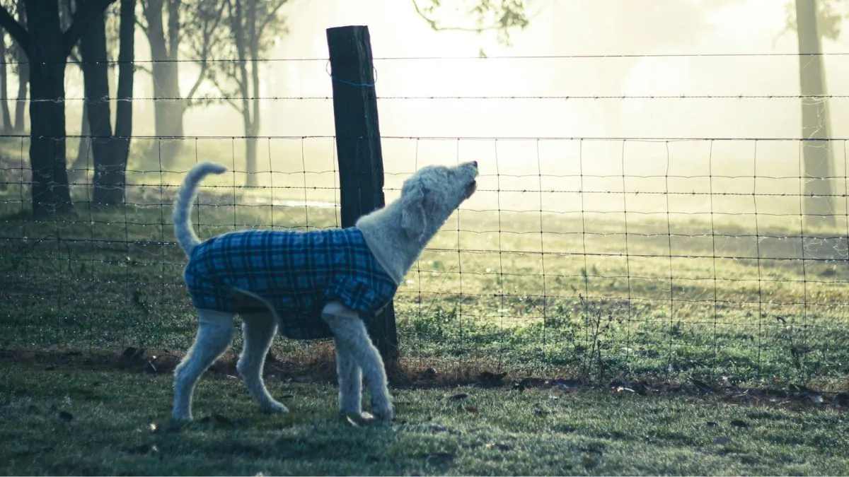 Cane mentre comunica