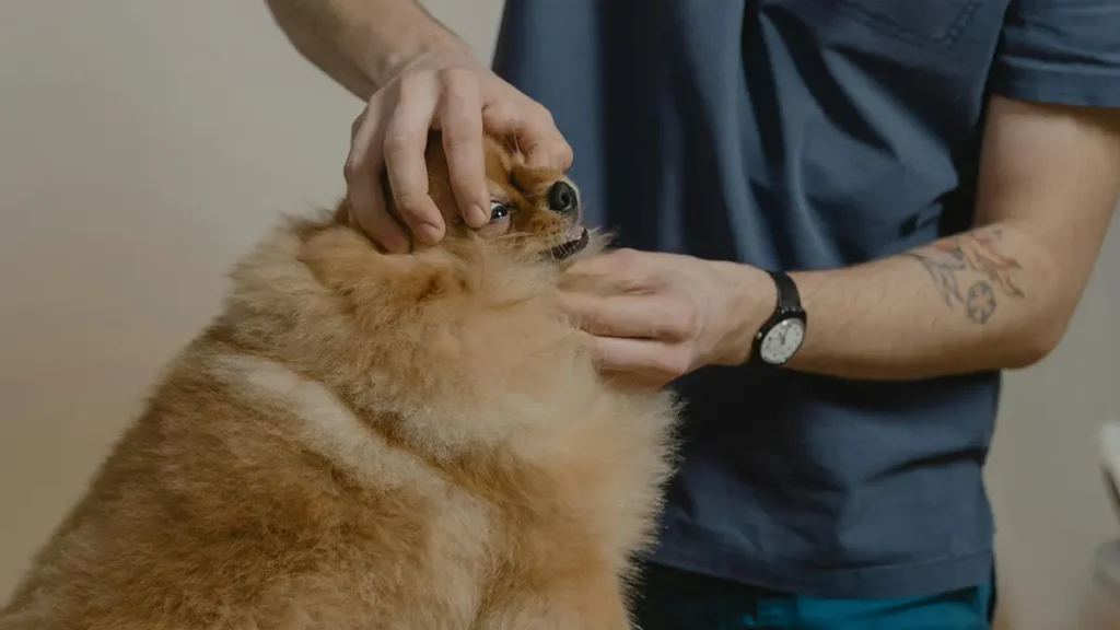 Controllo dei denti del cane anziano