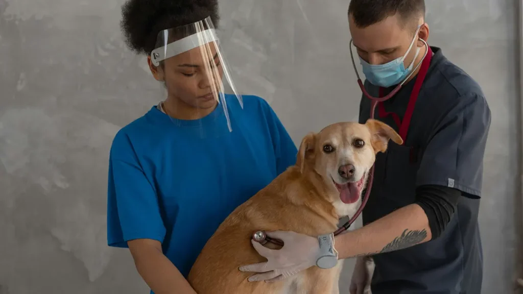 Cane anziano dal veterinario