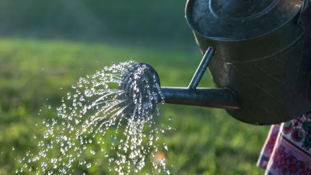 Innaffiare con l'acqua piovana