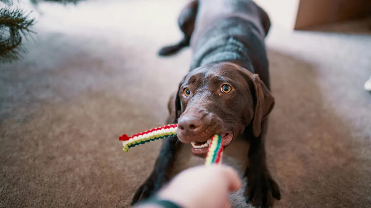 Impatto dei giochi per cani