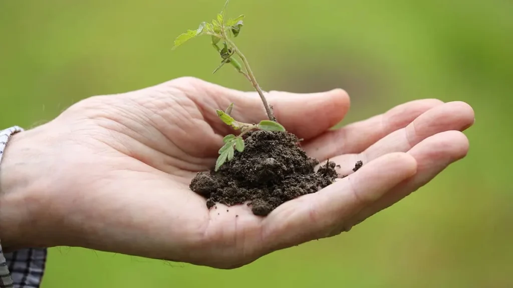 Piantare alberi