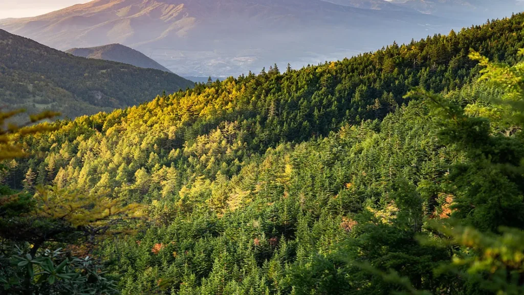 Alberi e dissesto idrogeologico