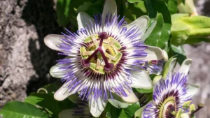 Passiflora