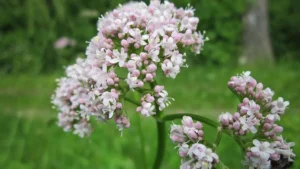 Fitoterapia del sonno e valeriana