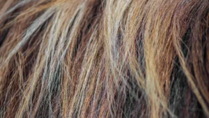 Capelli secchi