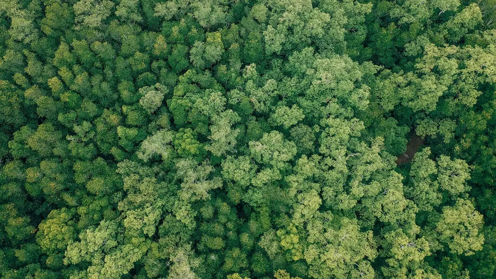 Alberi nella foresta