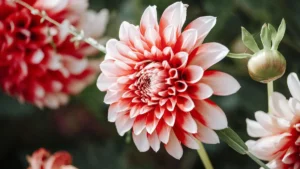 Fiori per la primavera, Dalia