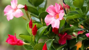 Balcone fiorito, dipladenia