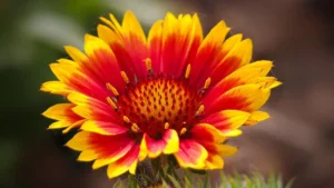 Gaillardia