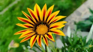 Gazania
