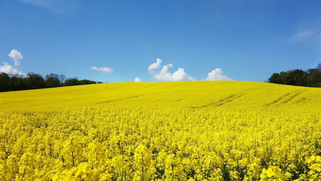 Biocarburanti, coltivazione della colza