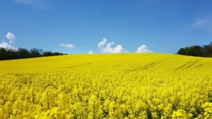 Biocarburanti, coltivazione della colza