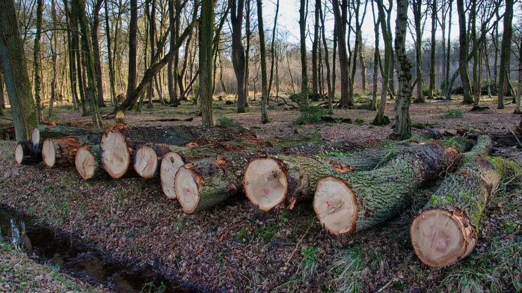 Biocarburanti e deforestazione