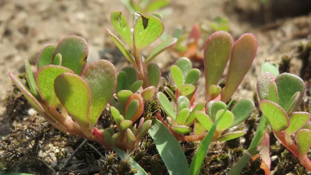 Erbe spontanee: portulaca