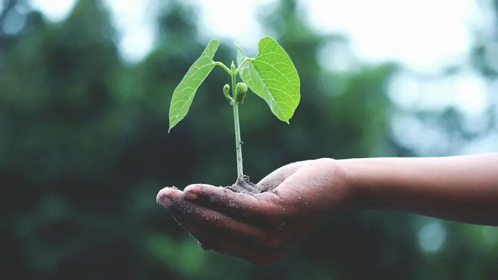Leggi ambientali strane, piantare alberi