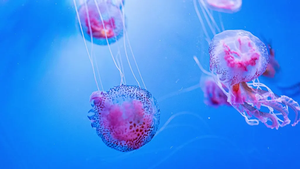 Animali pericolosi, meduse
