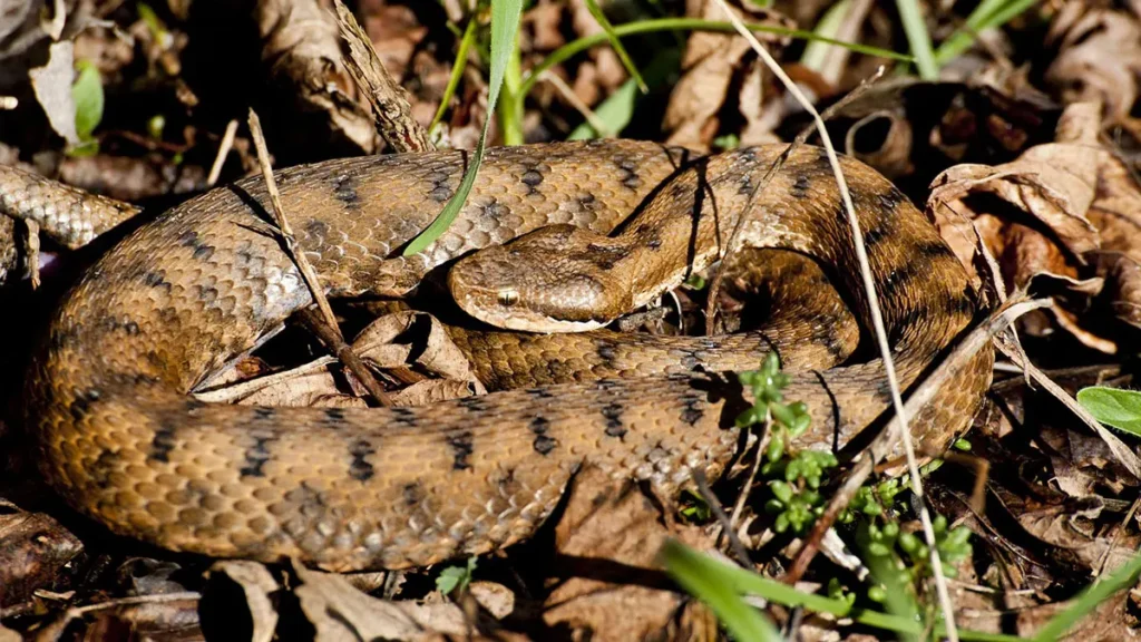 Animali pericolosi, la vipera