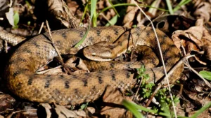Animali pericolosi, la vipera