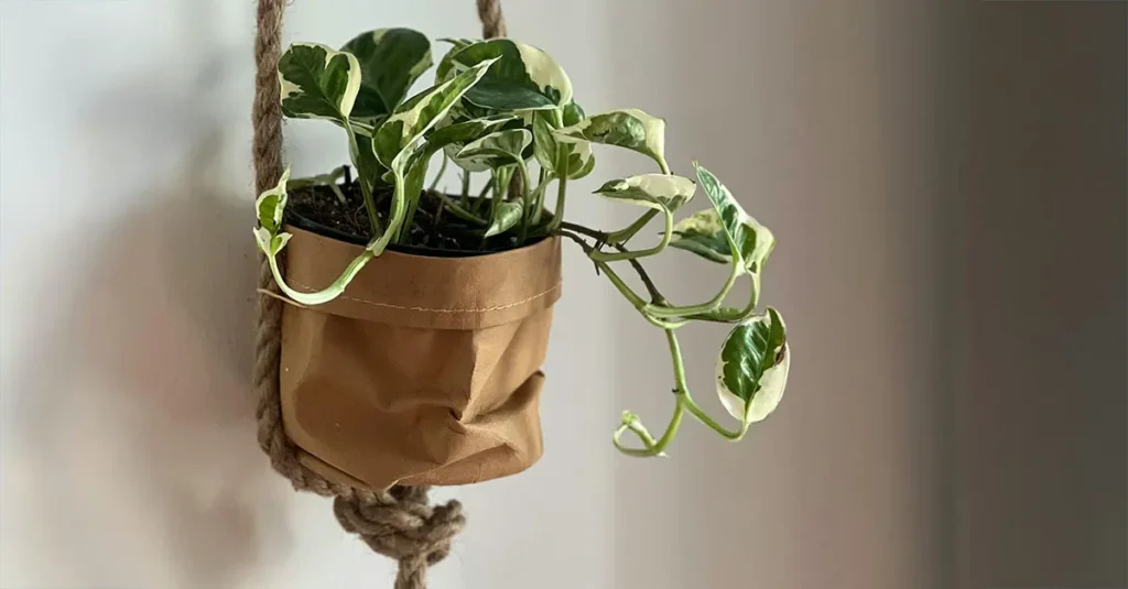 Pothos per la camera da letto