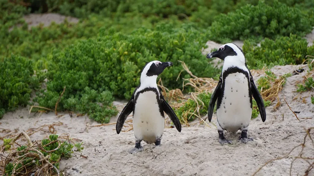 Coppia di pinguini