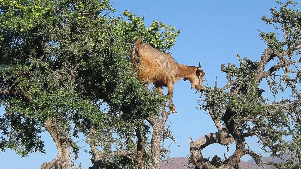 Capre sugli alberi in Marocco