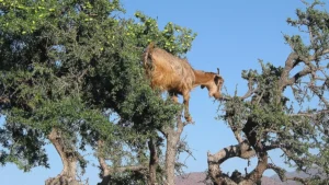 Capre sugli alberi in Marocco