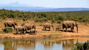 Stranezze ambientali: elefanti africani