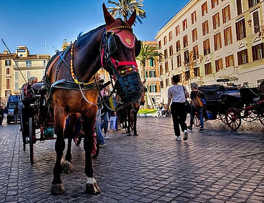 Animali maltrattati per turismo