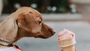 Cane e gelato