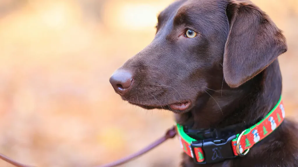 Costi degli accessori per il cane
