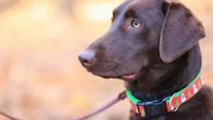 Costi degli accessori per il cane