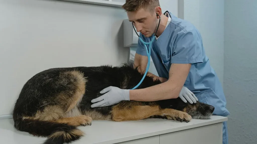 Cane dal veterinario