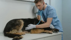 Cane dal veterinario