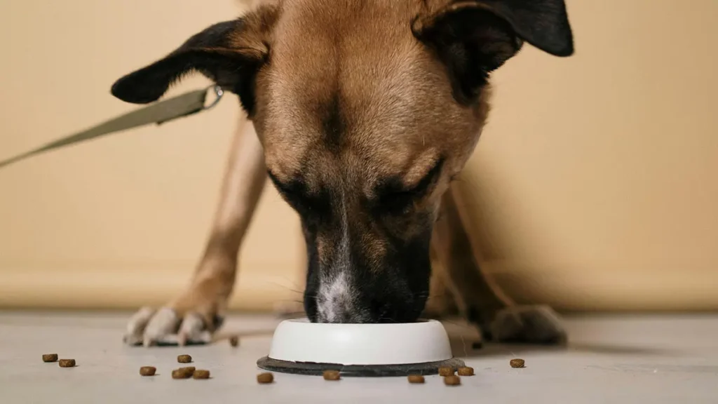 Costi per il cibo del cane