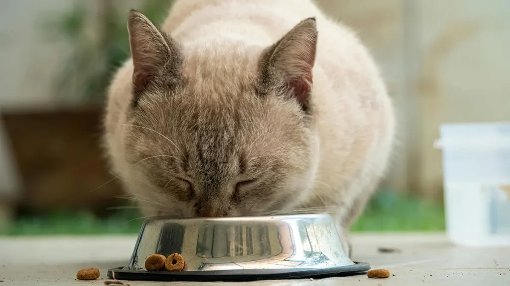 Spesa per il cibo del gatto