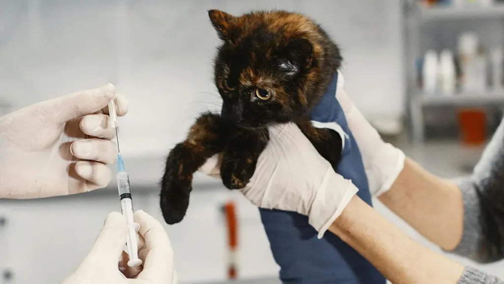 Gatto dal veterinario