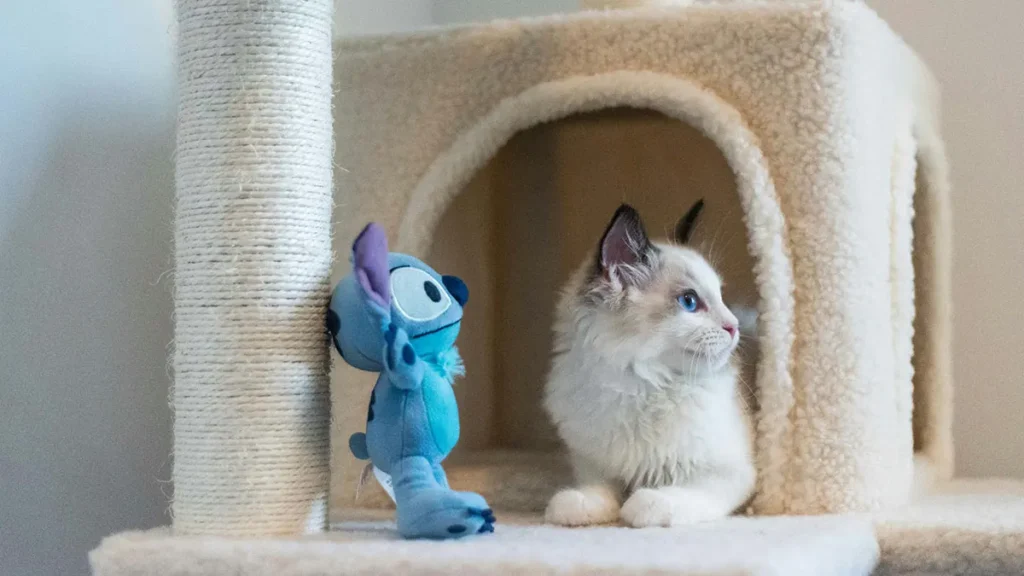 Costi dei giochi del gatto