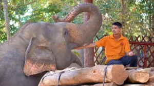 Elefante da turismo in Asia