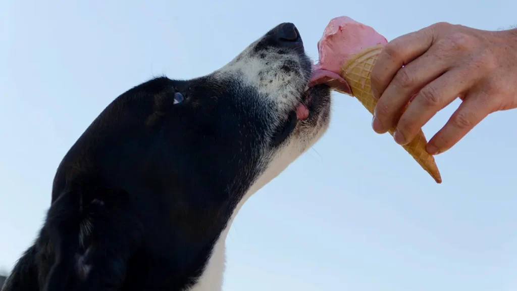 Gelato ai cani